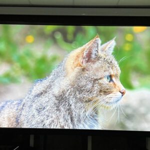 z3991569861982 a592fade17d29fdcbd7b10acab15f44b 1