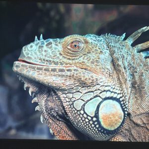 Máy chiếu Optoma HD27HDR FullHD lướt 98% optoma hd27hdr zamaco 6 1