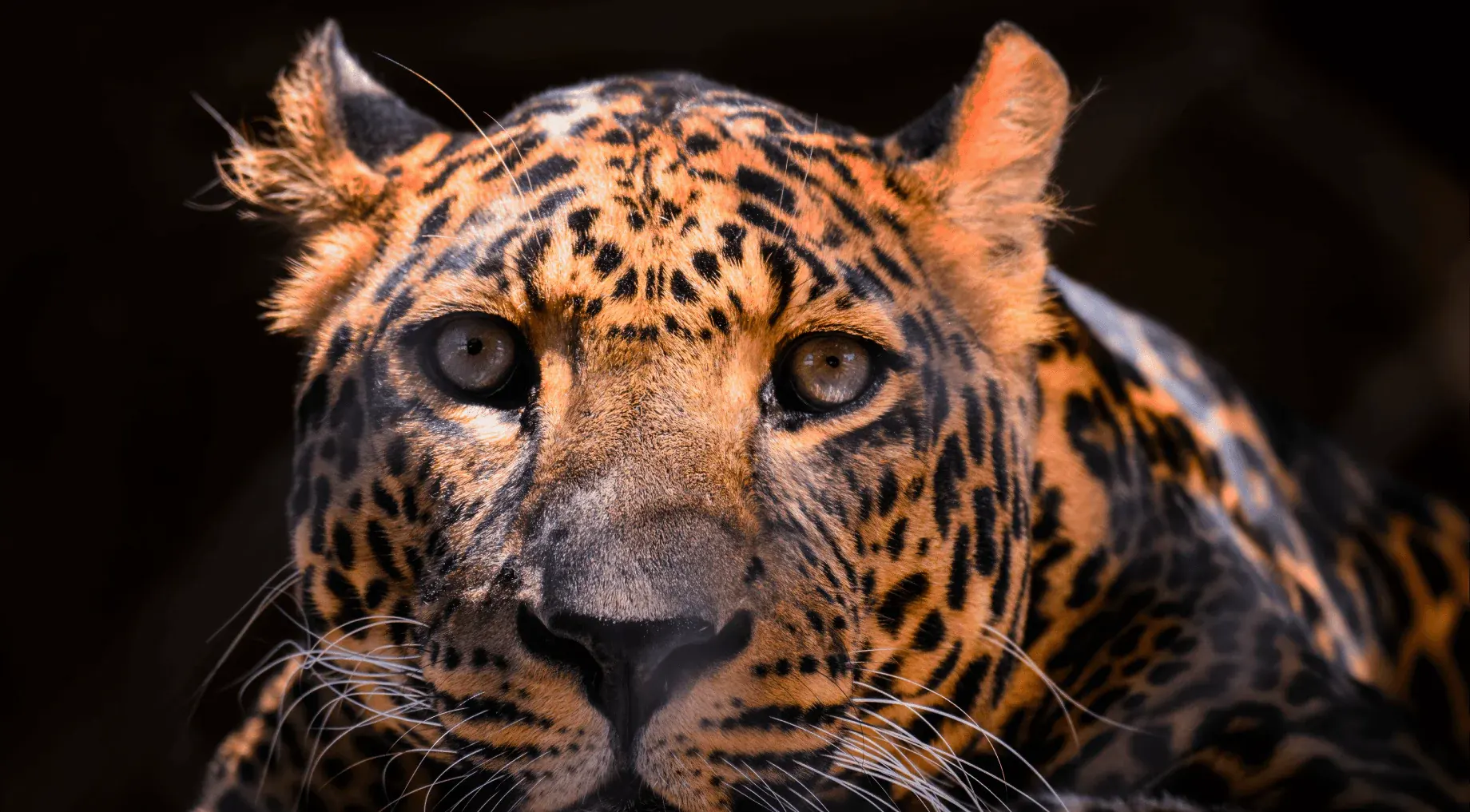 Hình ảnh máy chiếu XGIMI Horizon 20 Pro sống động chân thật hơn với công nghệ Tăng cường Độ đen Động (DBLE)